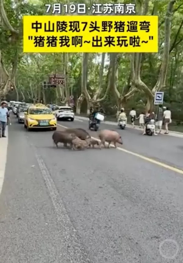 南京中山陵惊现7头野猪“city walk” 景区提醒